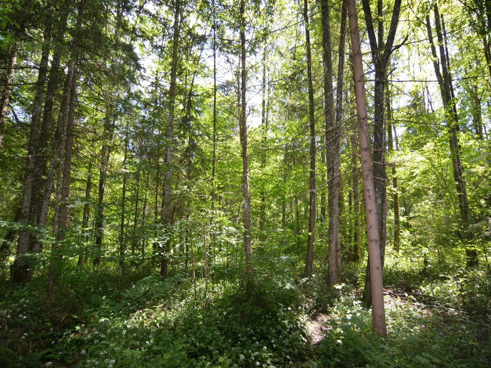 Apartment Heavenly In Sch Nau Am K Nigssee With Garden